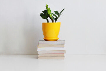 a flower in a pot stands on a stack of books, knowledge, development, growth
