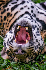 Obraz premium Jaguar photographed in captivity in Goias. Midwest of Brazil. Cerrado Biome. Picture made in 2015.