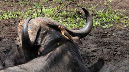 Obraz premium African buffalo in the wild with an oxpecker on its neck