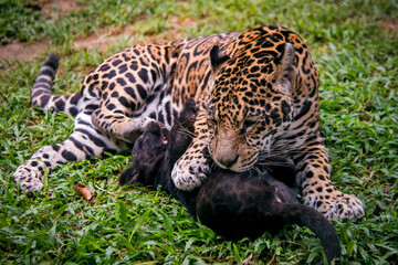 Fototapeta premium Jaguar photographed in captivity in Goias. Midwest of Brazil. Cerrado Biome. Picture made in 2015.