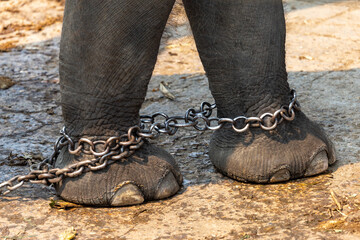 The elephant's legs are chained in a large chain.