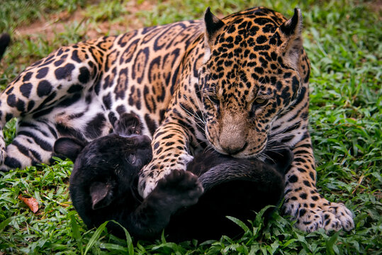 Jaguar photographed in captivity in Goias. Midwest of Brazil. Cerrado Biome. Picture made in 2015.