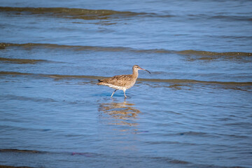 A Eurasian Curlew (Numenius arquata) walking on a beach with blurred sea background, Chumpon province, Thailand.