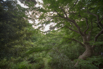Fototapeta na wymiar 東京に唯一の渓谷にある森林