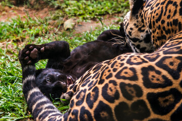 Jaguar photographed in captivity in Goias. Midwest of Brazil. Cerrado Biome. Picture made in 2015.