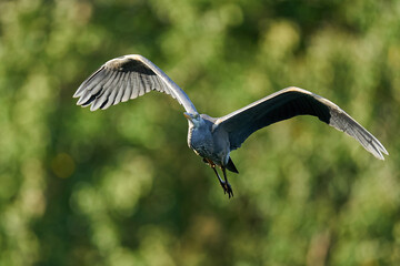 Grey heron (Ardea cinerea)
