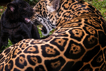 Jaguar photographed in captivity in Goias. Midwest of Brazil. Cerrado Biome. Picture made in 2015.