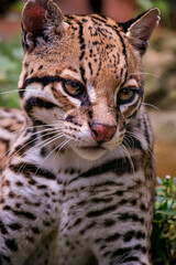 Oncelot photographed in captivity in Goias. Midwest of Brazil. Cerrado Biome. Picture made in 2015.