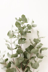 green eucalyptus leaves bouquet   on a white background.  top view. copy space.flat lay. 