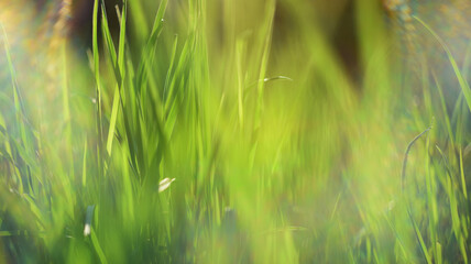 young fresh tall green grass in the sun, soft beautiful blur, summer sunny day