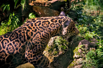 Jaguar photographed in captivity in Goias. Midwest of Brazil. Cerrado Biome. Picture made in 2015.