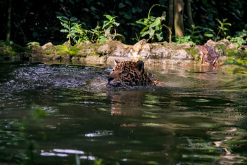 Jaguar photographed in captivity in Goias. Midwest of Brazil. Cerrado Biome. Picture made in 2015.