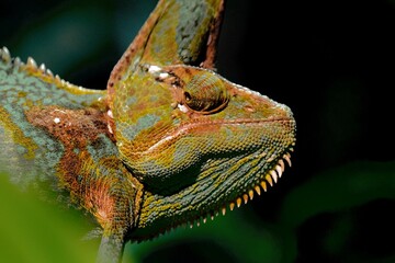 chameleon on a branch
