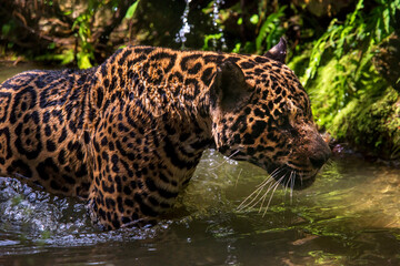 Jaguar photographed in captivity in Goias. Midwest of Brazil. Cerrado Biome. Picture made in 2015.