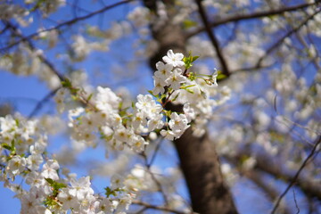 春に咲く桜