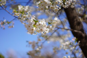春に咲く桜