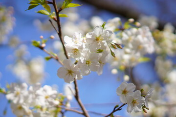 春に咲く桜