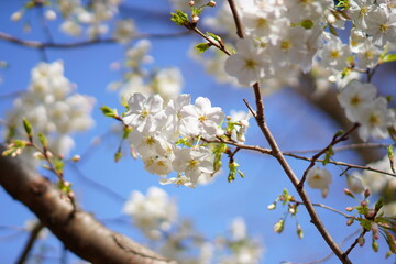 東京で咲く桜の花