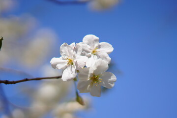 Fototapeta na wymiar 東京で咲く桜の花