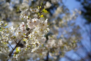 東京で咲く桜の花