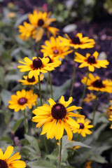 Echinacea flower also know as Cone Daisy presented in pots on shelf