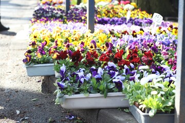 spring pansies flowers ont the flower market