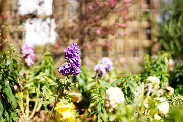 花壇に咲くパンジーなどの花