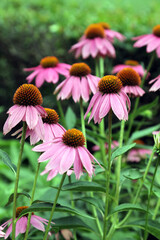 Echinacea flower also know as Cone Daisy presented in pots on shelf