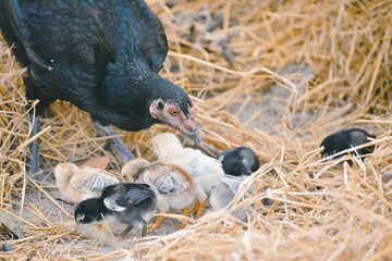 Chicks and hens feed on the ground.