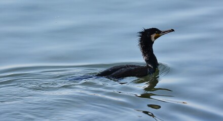 海辺で泳ぐウミウ