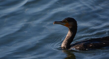 海辺で泳ぐウミウ