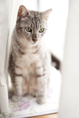 毛づくろいするエジプシャンマウ