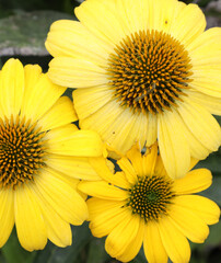 Echinacea flower also know as Cone Daisy presented in pots on shelf