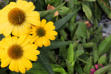 Echinacea flower also know as Cone Daisy presented in pots on shelf