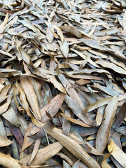 Dry fallen autumn leaves oh the ground