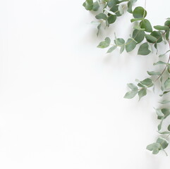 green eucalyptus leaves frame top view isolated on white background with copy space. flat lay, poster © irenastar