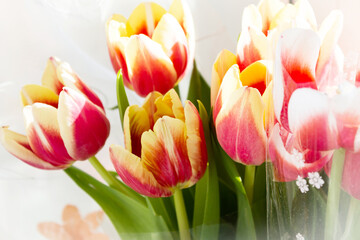 Beautiful tulips close-up on a white background. Natural background.