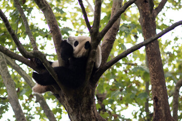 Panda on a tree, Chengdu Research Base of Giant Panda Breeding, China.
