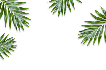Obraz na płótnie Canvas green palm leaf branches on white background. flat lay, top view