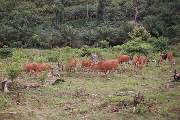 Naklejka na ściany i meble Domesticated cattle ox cow bull banteng sapi bos javanicus eating grass on field, organic beef farm