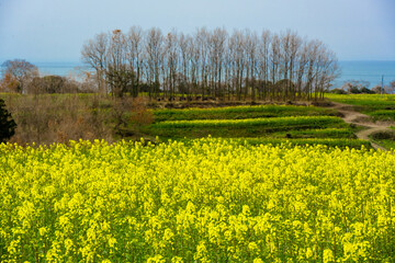 長崎鼻の菜の花