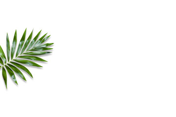 Naklejka na ściany i meble green palm leaf branches on white background. flat lay, top view
