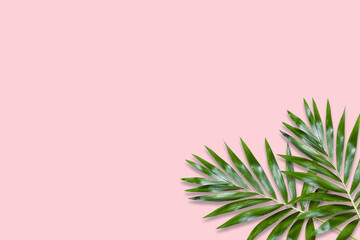 Fototapeta na wymiar green palm leaves Monstera on pink background. Flat lay, top view