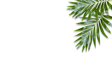 Naklejka na ściany i meble green palm leaf branches on white background. flat lay, top view