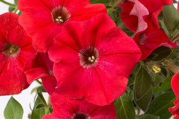 Beautiful red flowers of petunia on white background, close up