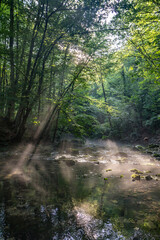 Forest natural landscape, sunbeams in foliage over the river