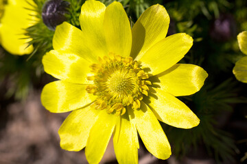spring flower of adonis vernalis in the garden closeup