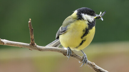 Great Tit sitting in a hedge with flys in beak