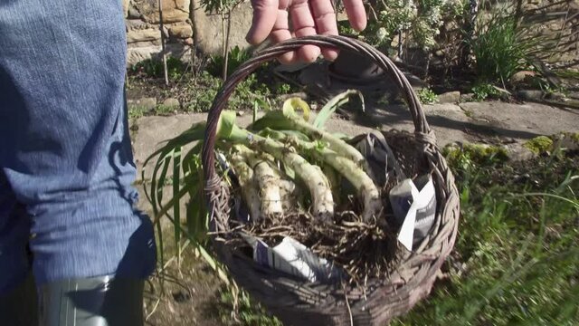 Close-up tracking of the basket of freshly picked leeks being carried by a man wearing green gumboots.