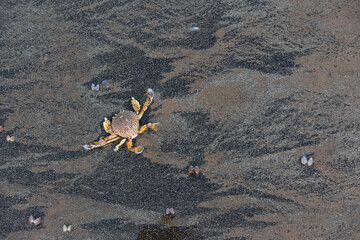 crab on the beach